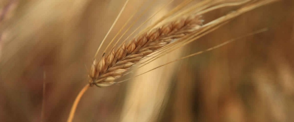 Identifique cuando decirle NO al gluten