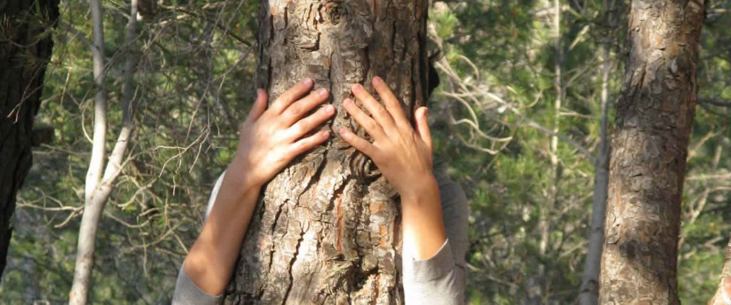 El contacto con un bosque sana su mente y su cuerpo